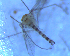  ( - UFSCAR FL-00083)  @12 [ ] CreativeCommons - Attribution (2010) Unspecified Centre for Biodiversity Genomics