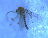  ( - UFSCAR FL-00084)  @12 [ ] CreativeCommons - Attribution (2010) Unspecified Centre for Biodiversity Genomics
