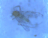 ( - UFSCAR FL-00092)  @12 [ ] CreativeCommons - Attribution (2010) Unspecified Centre for Biodiversity Genomics