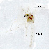  (Microtendipes tuberosus - CH160)  @11 [ ] Unspecified (default): All Rights Reserved (2019) Chao Song Nankai University