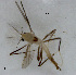  (Harnischia angularis - CH180)  @11 [ ] Unspecified (default): All Rights Reserved (2019) Chao Song Nankai University