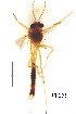  (Harnischia turgidula - CH240)  @11 [ ] Unspecified (default): All Rights Reserved (2019) Chao Song Nankai University