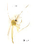  (Dicrotendipes sp. 2XL - CH279)  @11 [ ] Unspecified (default): All Rights Reserved (2019) Chao Song Nankai University