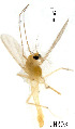  (Neozavrelia sp. 1XL - CH303)  @11 [ ] Unspecified (default): All Rights Reserved (2019) Chao Song Nankai University