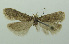  (Agonochaetia tuvella - BIDZ-00039)  @14 [ ] Copyright (2012) Aleksei Bidzilya University of Kiev, Ukraine