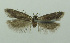  (Agonochaetia lvovskyi - BIDZ-00040)  @11 [ ] Copyright (2012) Aleksei Bidzilya University of Kiev, Ukraine