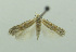  (Scrobipalpa griseoflava - BIDZ-00115)  @13 [ ] Copyright (2012) Aleksei Bidzilya University of Kiev, Ukraine