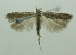  (Scrobipalpa halimifolia - BIDZ-00124)  @14 [ ] Copyright (2012) Aleksei Bidzilya University of Kiev, Ukraine
