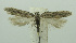  (Scrobipalpa grossoides - BIDZ-00126)  @11 [ ] Copyright (2012) Aleksei Bidzilya University of Kiev, Ukraine