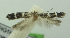  (Scrobipalpa argenteonigra - BIDZ-00130)  @13 [ ] Copyright (2012) Aleksei Bidzilya University of Kiev, Ukraine