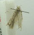  (Scrobipalpa alia - BIDZ-00132)  @11 [ ] Copyright (2012) Aleksei Bidzilya University of Kiev, Ukraine