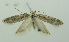 (Scrobipalpa bryophiloides - BIDZ-00138)  @12 [ ] Copyright (2012) Aleksei Bidzilya University of Kiev, Ukraine
