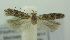  (Scrobipalpa chetitica - BIDZ-00144)  @11 [ ] Copyright (2012) Aleksei Bidzilya University of Kiev, Ukraine