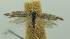  (Scrobipalpa sp. OB5 - BIDZ-00150)  @13 [ ] Copyright (2012) Aleksei Bidzilya University of Kiev, Ukraine