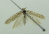  (Scrobipalpa halimoniella - BIDZ-00162)  @14 [ ] Copyright (2012) Aleksei Bidzilya University of Kiev, Ukraine