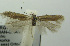 (Scrobipalpa spumata - BIDZ-00169)  @13 [ ] Copyright (2012) Aleksei Bidzilya University of Kiev, Ukraine