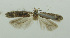  (Scrobipalpa pr. Sibirica - BIDZ-00173)  @11 [ ] Copyright (2012) Aleksei Bidzilya University of Kiev, Ukraine