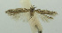  (Scrobipalpa paradoxa - BIDZ-00175)  @11 [ ] Copyright (2012) Aleksei Bidzilya University of Kiev, Ukraine