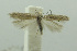  (Scrobipalpa traganella - BIDZ-00183)  @14 [ ] Copyright (2012) Aleksei Bidzilya University of Kiev, Ukraine