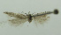  (Scrobipalpa pr. japonica - BIDZ-00185)  @11 [ ] Copyright (2012) Aleksei Bidzilya University of Kiev, Ukraine