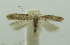  (Scrobipalpa vicaria - BIDZ-00187)  @11 [ ] Copyright (2012) Aleksei Bidzilya University of Kiev, Ukraine