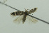  (Scrobipalpa splendens - BIDZ-00197)  @11 [ ] Copyright (2012) Aleksei Bidzilya University of Kiev, Ukraine