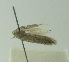  (Scrobipalpa pr. sinica - BIDZ-00201)  @11 [ ] Copyright (2012) Aleksei Bidzilya University of Kiev, Ukraine
