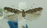  (Scrobipalpa pr. nomias - MFN-00026)  @11 [ ] Copyright (2012) Aleksei Bidzilya University of Kiev, Ukraine