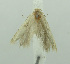  (Scrobipalpa pr. blapsigona - MFN-00068)  @11 [ ] Copyright (2012) Aleksei Bidzilya University of Kiev, Ukraine
