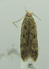  (Neotelphusa ochlerodes - MFN-00072)  @11 [ ] Copyright (2012) Aleksei Bidzilya University of Kiev, Ukraine