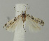  (Scrobipalpa sp. 12 - MFN-00090)  @11 [ ] Copyright (2012) Aleksei Bidzilya University of Kiev, Ukraine
