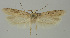  (Scrobipalpa incola - MFN-00093)  @11 [ ] Copyright (2012) Aleksei Bidzilya University of Kiev, Ukraine
