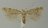  (Scrobipalpa diversa - MFN-00094)  @11 [ ] Copyright (2012) Aleksei Bidzilya University of Kiev, Ukraine