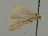  (Scrobipalpa sp. 14 - MFN-00096)  @11 [ ] Copyright (2012) Aleksei Bidzilya University of Kiev, Ukraine