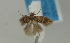  (Scrobipalpa sp. 15 - MFN-00100)  @11 [ ] Copyright (2012) Aleksei Bidzilya University of Kiev, Ukraine
