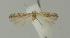  (Scrobipalpa swakopi - MFN-00106)  @11 [ ] Copyright (2012) Aleksei Bidzilya University of Kiev, Ukraine