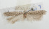  (Gelechia pistaciae - ZMKU-00050)  @11 [ ] Copyright (2012) Aleksei Bidzilya University of Kiev, Ukraine