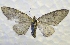  ( - MPG0527-60)  @11 [ ] CreativeCommons - Attribution Non-Commercial Share-Alike (2017) Mat Seidensticker MPG Ranch