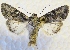  ( - MPG0528-08)  @13 [ ] CreativeCommons - Attribution Non-Commercial Share-Alike (2017) Mat Seidensticker MPG Ranch