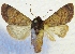  ( - MPG0528-18)  @11 [ ] CreativeCommons - Attribution Non-Commercial Share-Alike (2017) Mat Seidensticker MPG Ranch