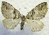  ( - MPG0528-37)  @14 [ ] CreativeCommons - Attribution Non-Commercial Share-Alike (2017) Mat Seidensticker MPG Ranch