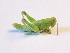  ( - MPG0719-129)  @11 [ ] CreativeCommons - Attribution Non-Commercial Share-Alike (2017) Mat Seidensticker MPG Ranch