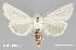  ( - MMP-A12)  @11 [ ] CC0 1.0 (Public-domain) (2023) Department of Bioagricultural Sciences C.P. Gillette Museum of Arthropod Diversity, Colorado State University