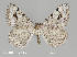  ( - MMP-B6)  @11 [ ] CC0 1.0 (Public-domain) (2023) Department of Bioagricultural Sciences C.P. Gillette Museum of Arthropod Diversity, Colorado State University