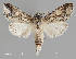  ( - MMP-B7)  @11 [ ] CC0 1.0 (Public-domain) (2023) Department of Bioagricultural Sciences C.P. Gillette Museum of Arthropod Diversity, Colorado State University