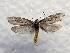  ( - DMZ0619-17)  @13 [ ] CreativeCommons - Attribution Non-Commercial Share-Alike (2017) Mat Seidensticker MPG Ranch