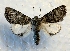  ( - DMZ0619-60)  @14 [ ] CreativeCommons - Attribution Non-Commercial Share-Alike (2017) Mat Seidensticker MPG Ranch