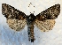  ( - DMZ0619-61)  @13 [ ] CreativeCommons - Attribution Non-Commercial Share-Alike (2017) Mat Seidensticker MPG Ranch