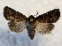  ( - DMZ0619-64)  @14 [ ] CreativeCommons - Attribution Non-Commercial Share-Alike (2017) Mat Seidensticker MPG Ranch
