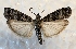  ( - DMZ0619-66)  @14 [ ] CreativeCommons - Attribution Non-Commercial Share-Alike (2017) Mat Seidensticker MPG Ranch